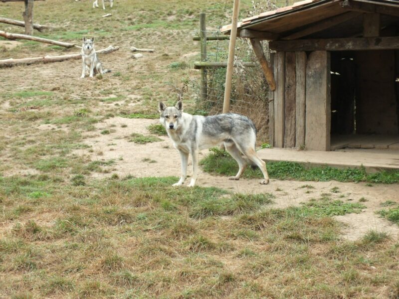 Animaux - Chiens Loups