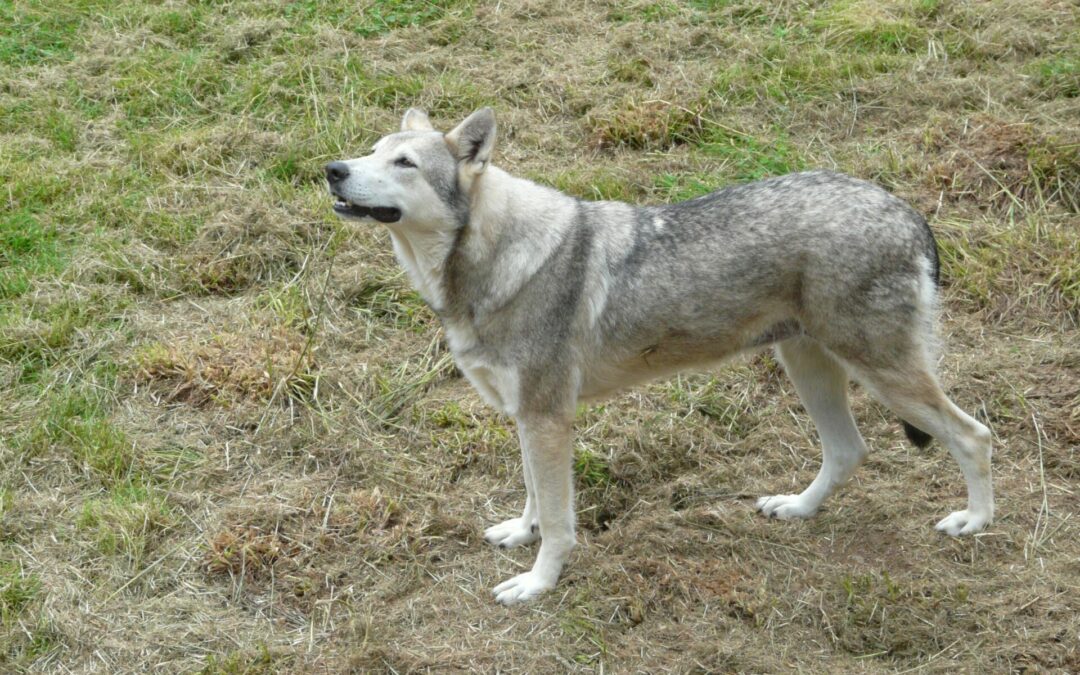 Chien Loup