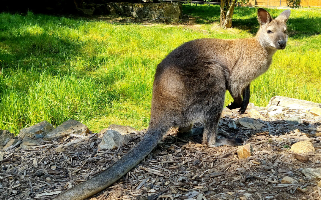 Wallaby