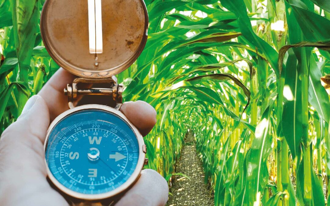 Le labyrinthe de maïs est de retour !