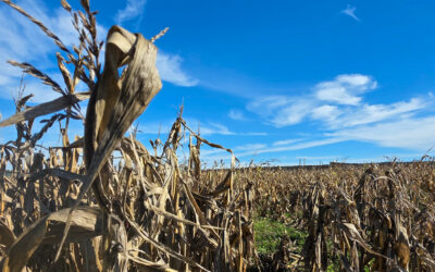Labyrinthe fermé et maïs récolté !