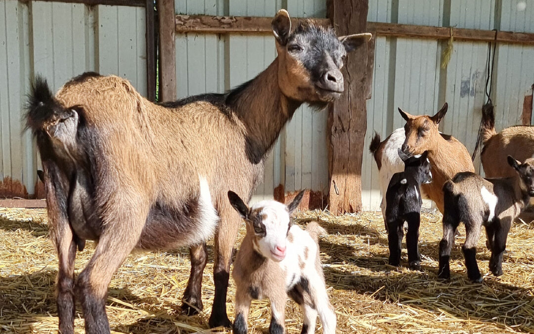 Des chevreaux sont disponibles à l&rsquo;adoption !