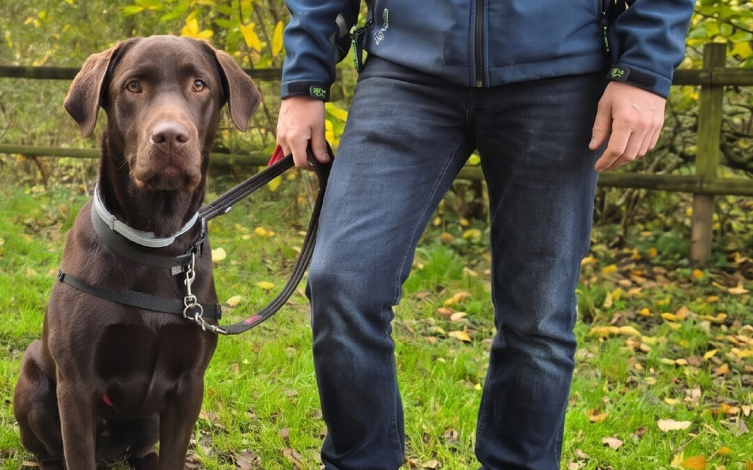 Natural&rsquo;Parc, une idée de sortie dog-friendly !